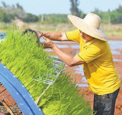 海南海口市美兰区瑶城村，农机手将秧苗盘摆入载秧台。杨 鹤摄